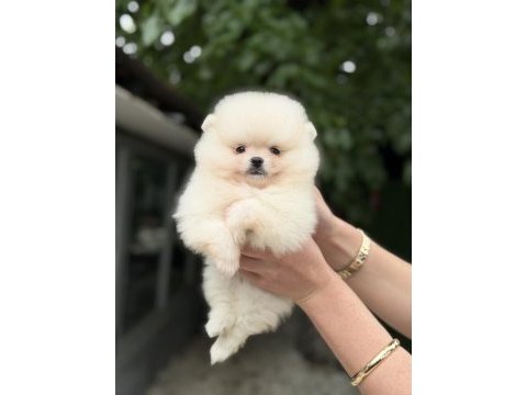 Kusursuz karbeyaz pomeranian boo