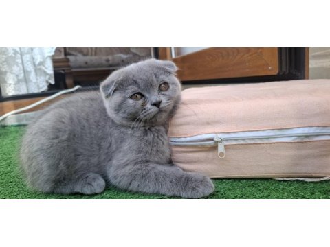 2 aylık yavru scottish fold