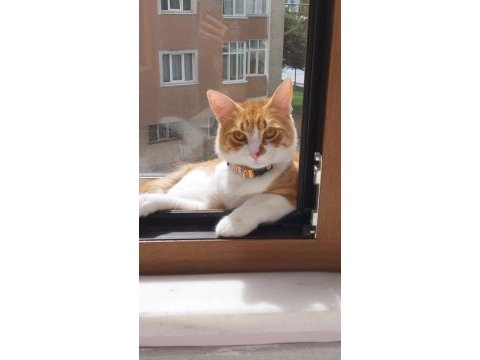 Çok sevdiğimiz kedimizi sahiplendirmek istiyoruz