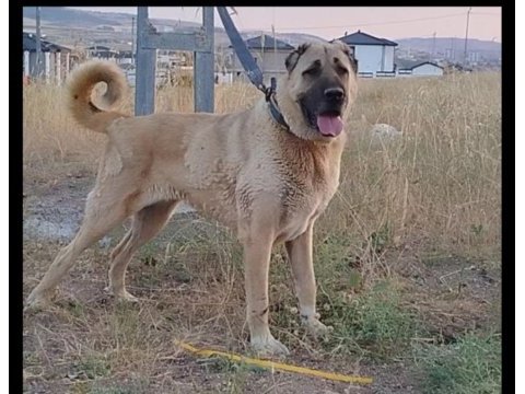 Dişi çoban köpeği