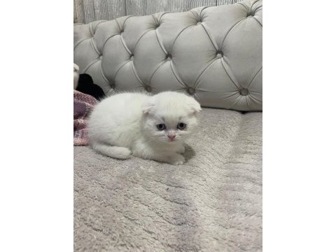 Scottish fold yeni yuvalarına gitmeye bekliyorlar