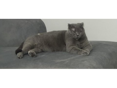 İsmi gibi prenses sakin huylu scottish fold