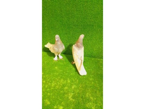 Bir takım eskilerin çapar sarısı oyunlu kuşlar