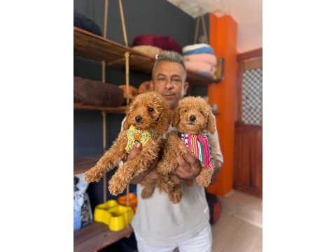 Mükemmel kalitede poodle bebeklerimiz