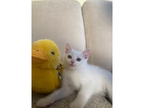 Scottish fold ve british shorthair yavruları