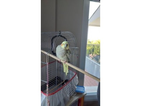 Evcil 9 aylık sultan papağanı kafesiyle birlikte