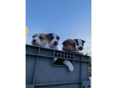 Jack russell orjinal yavrularımız