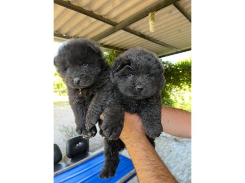 A kalite çin aslanı bebekler