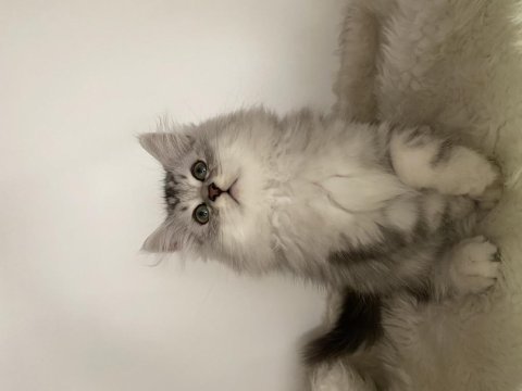 Özel ayı surat british longhair yavrularım safkan orjinal