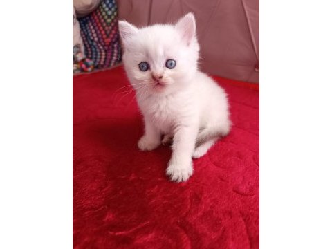 Safkan british shorthair yavrularımız