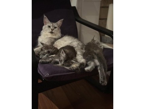 Asil ve güzel maine coon çocuklarımız