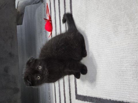 Acil izmir içi scottish fold