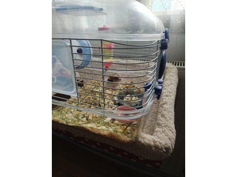 5 aylık erkek hamster
