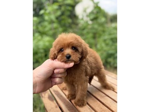 Üst düzey maltipoo yavrumuz