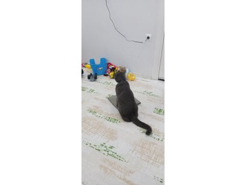 British shorthair kedisi çok oyuncu