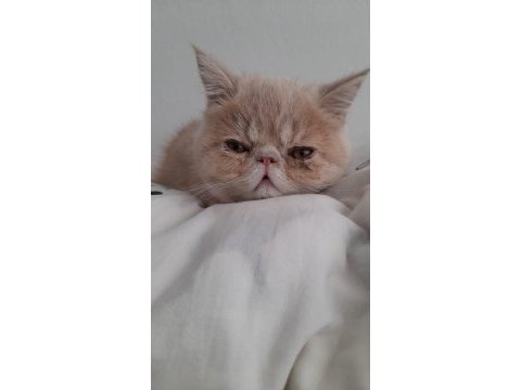 5 aylık son yavru exotic shorthair