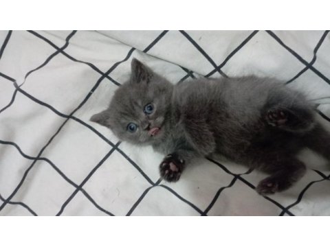 Erkek british shorthair