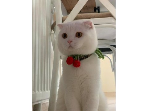 Ücretsiz scottish fold 2 yaşında kısır değil
