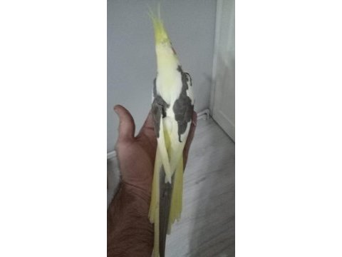 Yavru tam alıştırmalık sultan papağanı