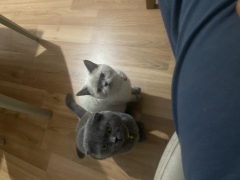 Scottish fold