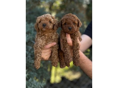 Toy poodle yavrular