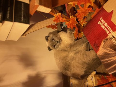 9 aylık scottish fold