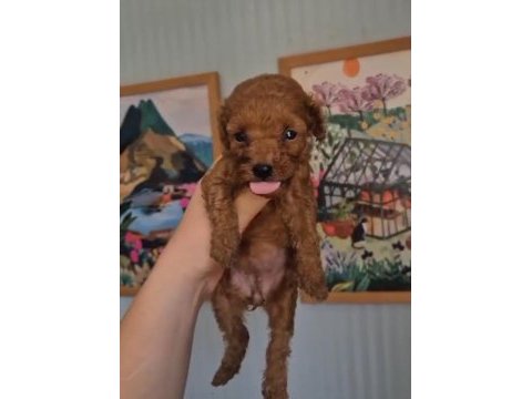 Poodle prens ve prensesler