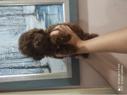 Ankaranın en küçük poodle koreleri