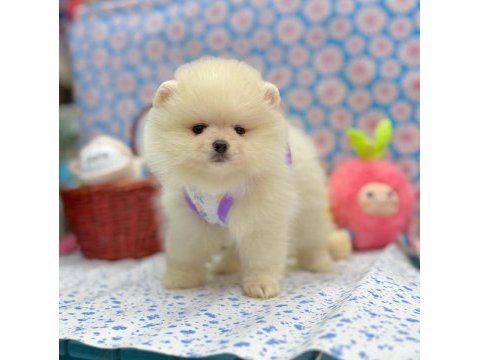 Safkan pomeranian boo yavrularımız