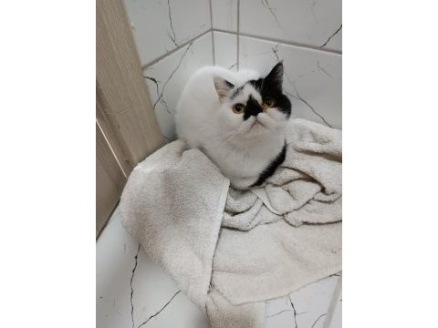 Yetişkin dişi kediler