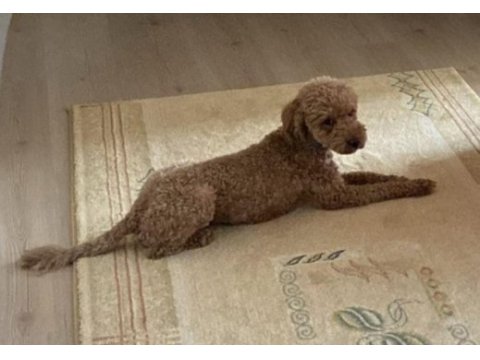 Poodle köpeğimiz