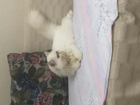 Tombiş iran kedisi oğlumu sahiplendiriyorum