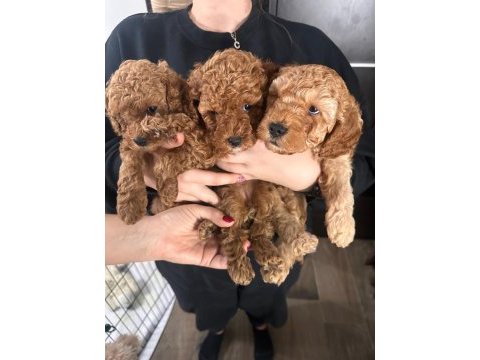 Toy poodle yavru köpekler