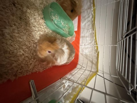 Guinea pig 1 dişi ve 1 erkek