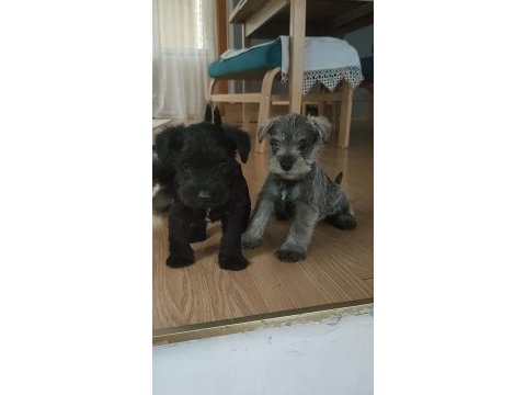 Muhteşem schnauzer yavrular