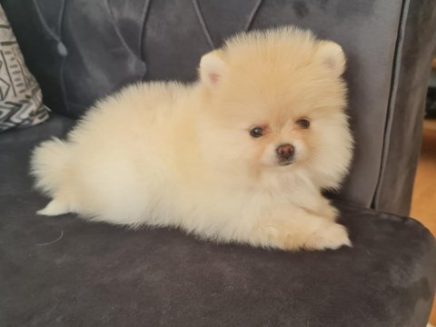 Pomeranian boo köpeği