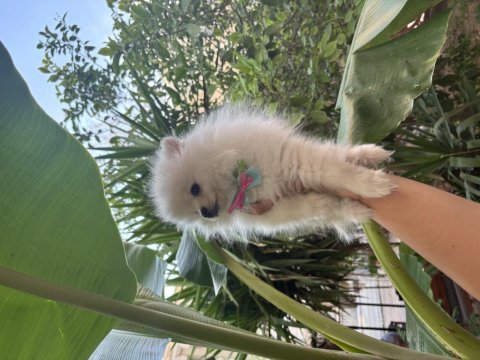 Dünyalar tatlısı dişi pomeranian boo