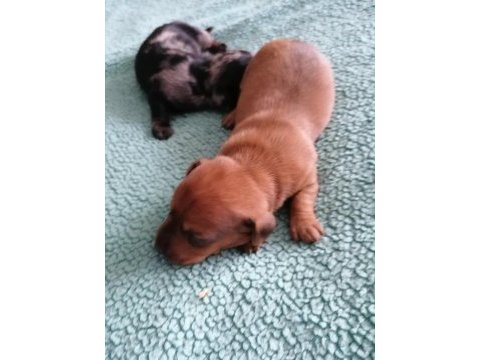 15 günlük dapple dachshund sosis köpekler