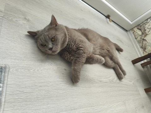 2 yaşında oyuncu