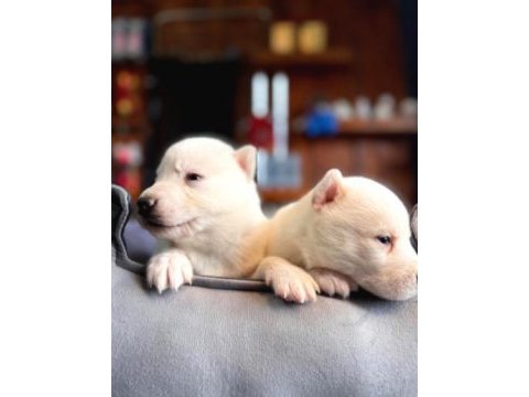 Ruhsatlı çiftliğimizden a kalite husky yavrularımız