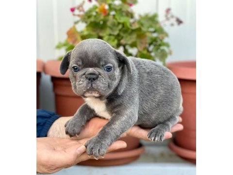 Üst kalite french bulldog yavrularım teslime hazır