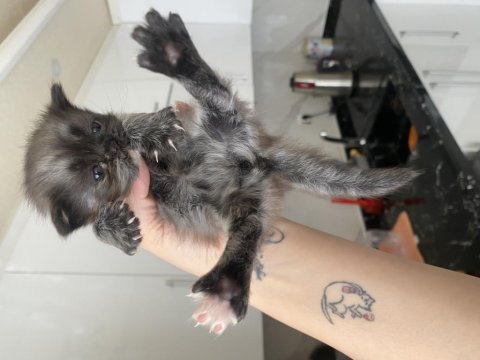 Yeni yuvalarına hazır british shorthair yavrular