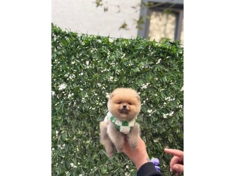 Show kalite pomeranian boo yavrular