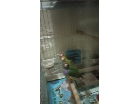 2 takım hazır bilezikli goldian finch takım lar