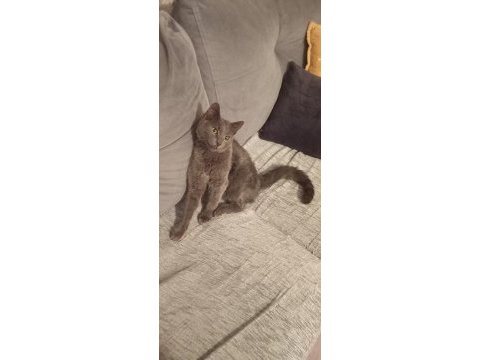 Sevgi pıtırcığı kedimiz 5 aylık