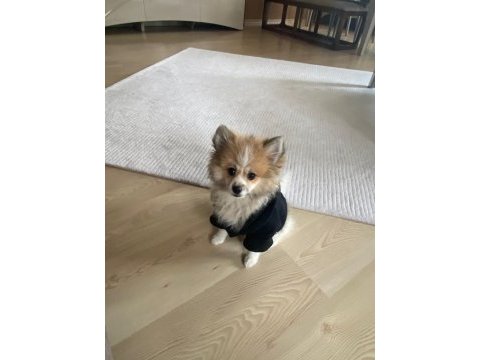 Tatlı spitz zoe