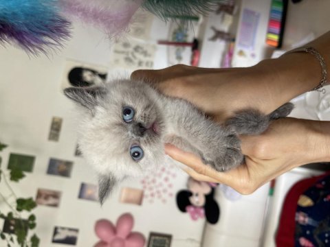 Safkan exotic shorthair yavrular