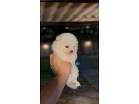 Pomeranian yavrularımız 