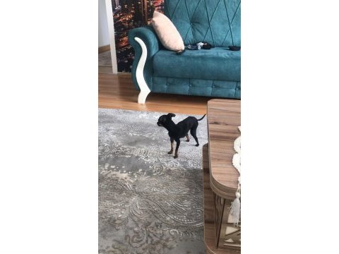 0 numara pinscher