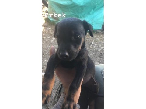 Erkek ve dişi doberman yavruları